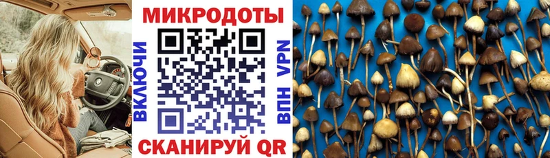 купить наркоту  Почеп  Галлюциногенные грибы Magic Shrooms 