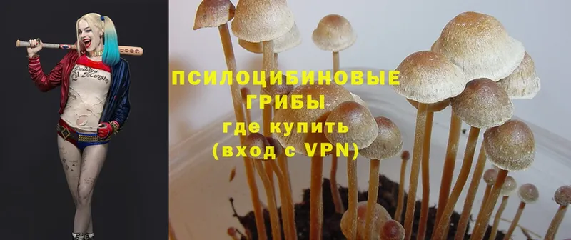 Псилоцибиновые грибы MAGIC MUSHROOMS  дарнет шоп  Почеп 